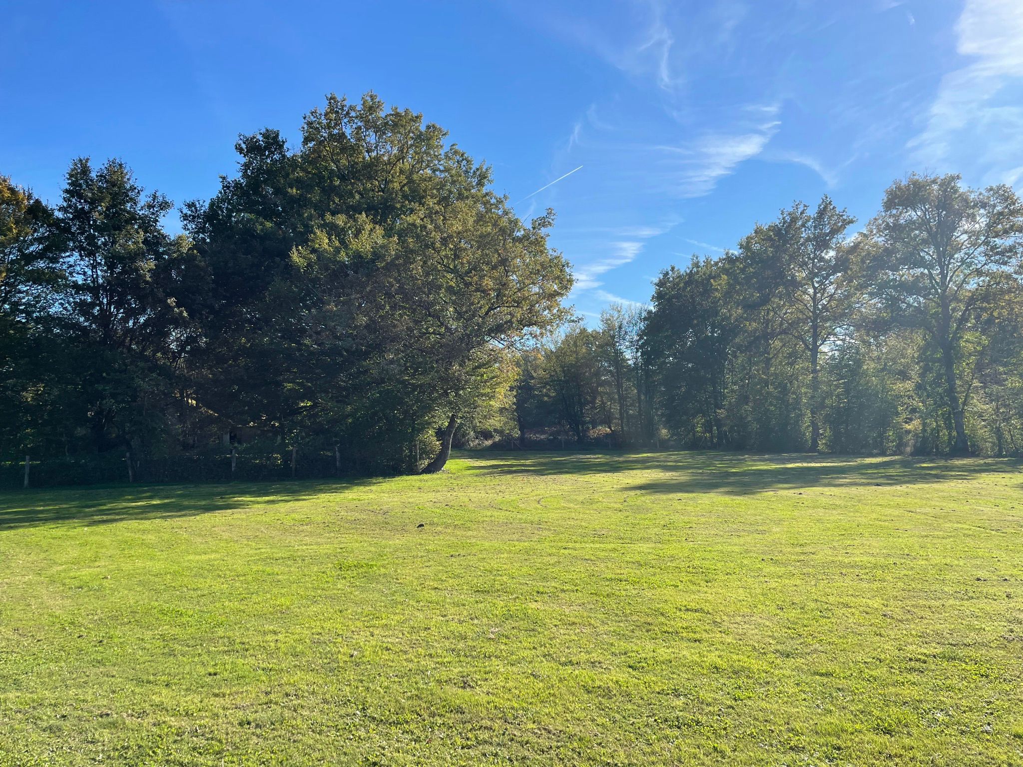 Groene weide met bomen en blauwe lucht